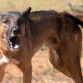 manipulere udstrømning nuance Wild dog | Business Queensland