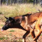 manipulere udstrømning nuance Wild dog | Business Queensland