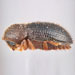 Thumbnail of Coffee berry borer