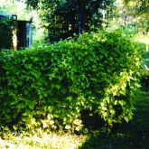 Mikania plant form