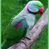 Indian ringneck parrot perched