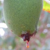 Red banded mango caterpillar
