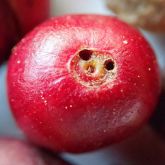 Holes in coffee fruit created by coffee berry borer