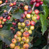 Coffee berry borer infestation on coffee berries