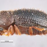 Photo of coffee berry borer side profile