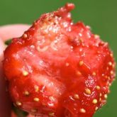 Close up photograph if inside a damaged strawberry, showing 2 larvae feeding.