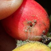 Entry hole of coffee berry borer, with sawdust-like debris