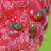 Close up photograph of 3 spotted wing drosophila adults on a raspberry. 