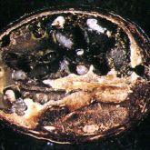 Coffee berry borer larvae inside a coffee bean