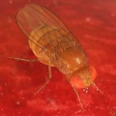 Close up photograph of adult female spotted wing drosophila with characteristic big red eyes but no dark spot on the wings.