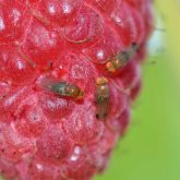 Photograph of 3 adult spotted wing drosophila adults sitting on a red raspberry.