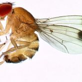 Close up photograph of adult male spotted wing drosophila with characteristic big red eyes and dark spot on the wings.