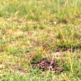 Giant parramatta grass